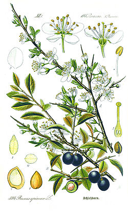  Prunus spinosa