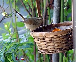 Bouscarle chanteuse (Cettia diphone)