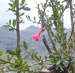  Cantua buxifolia