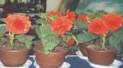  Begonia ×tuberhybrida 'Kimjongilhwa'