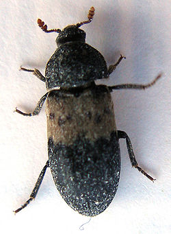  Dermestes lardarius