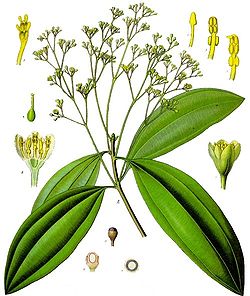  Cinnamomum aromaticum