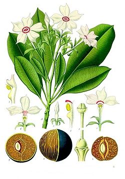 Cerbera manghas (A, 1-4) et Cerbera odollam (5-9)