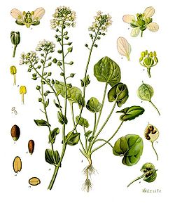 Cochlearia officinalis