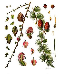  Larix decidua