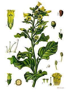  Nicotiana rustica
