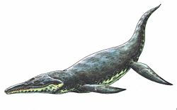  Kronosaurus