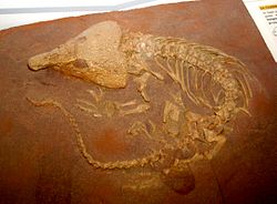  Fossile de Labidosaurus hamatus