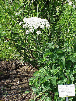  Laserpitium latifolium