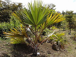  Latanier rougedu Conservatoire botanique de Mascarin,à la Réunion
