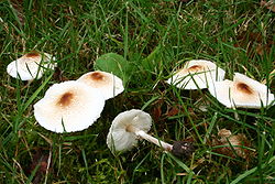  Lépiote crêtée (Lepiota cristata)