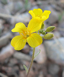  Lesquerella tenella