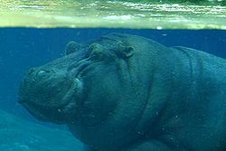 Hippopotamus amphibius