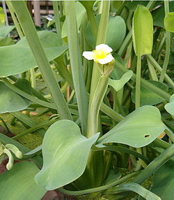  Limnocharis flava