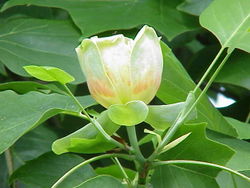  Liriodendron tulipifera