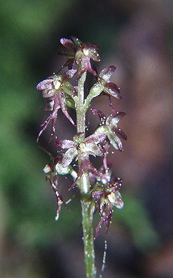  Listera cordata