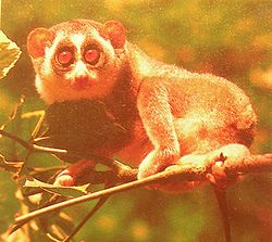  Loris paresseux (Nycticebus coucang)