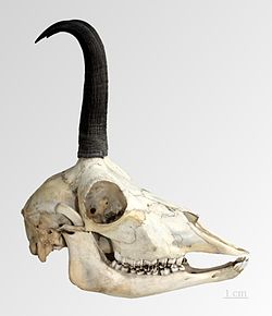  Isard Rupicapra pyrenaica - Muséum de Toulouse