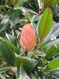 Fruit de Magnolia grandiflora