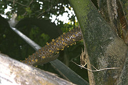  Ailuronyx seychellensis