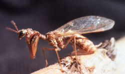  Mantispe commun (Mantispa styriaca)