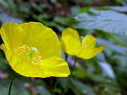  Meconopsis cambrica en vallée d'Ossau - Pyrénées