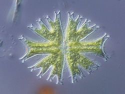 Un exemple de desmidiée, Micrasterias radiata.