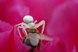  Misumena vatia femelle