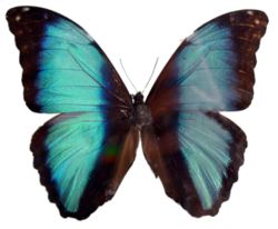  Morpho deidamia