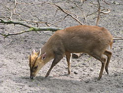  Muntjacs de Reeve au Zoo-Jardinbotanique de Toruń (Pologne)