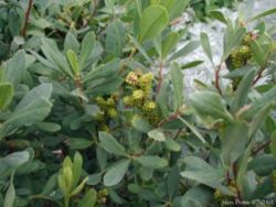  Myrica gale : feuillage et fruits immatures