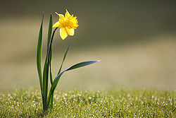 « Les narcisses vont refleurir dans le jardin de l'Institut » (ultime phrase du roman)