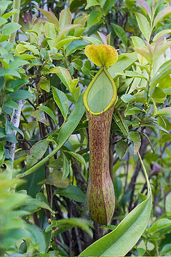  Piège suppérieur d'une Nepenthes alata. Mont Ambucao Luzon.