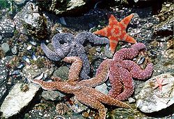  Diverses espèces d'étoiles de mer