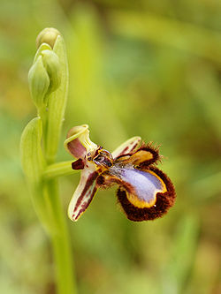  Ophrys speculum
