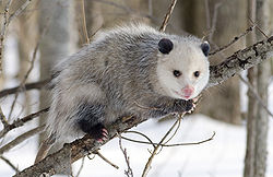  Opossum de Virginie (Didelphis virginiana)