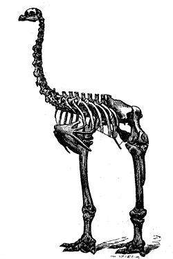  Dessin d'un squelette dePachyornis elephantopus