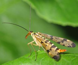  Panorpe (Panorpa communis)