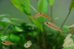  Paracyprichromis Nigripinnis