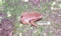  Paratelmatobius poecilogaster