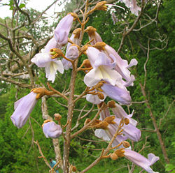  Paulownia tomentosa