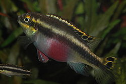  Pelvicachromis pulcher femelle
