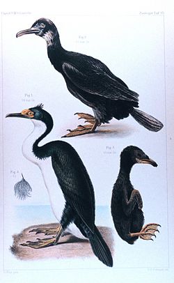 Cormoran des Kerguelen(immature en haut, adulte en bas à gauche et oisillon en bas à droite)