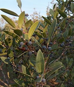 Fruits, qui évoquent l'olive