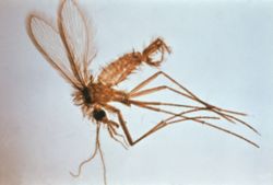  Phlebotomus sp. mâle