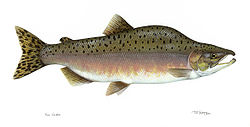  Oncorhynchus gorbuscha