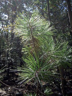  Jeune plan de Pinus arizonica