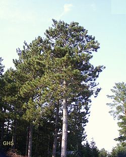   Pinus resinosa 