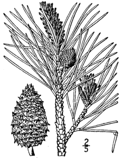   Pinus rigida 