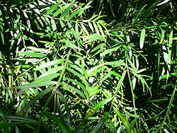  Afrocarpus gracilior